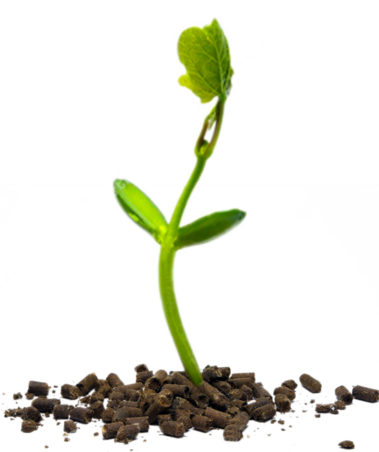 SAS Plantation (Pvt) Ltd